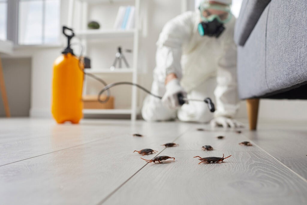 Signs Your Home Needs Professional Pest Control